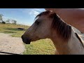 A Horsy Walk & Talk - Horse Ears, Horse Training, Using Food To Train Good Habits