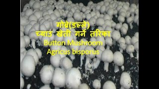 गोब्रे च्याउ खेती (button Mushroom) Agaricus bisporus #mushroom farming in nepal