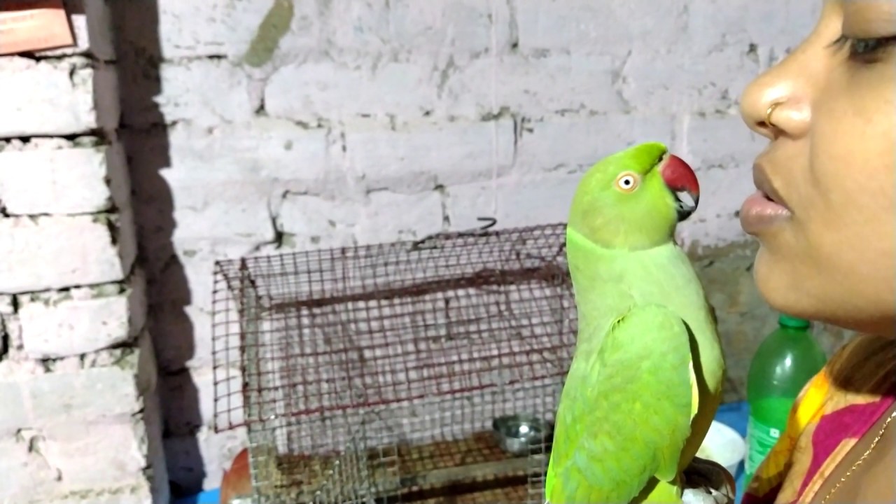 Parrot talking Bangla  mithu Bangla Katha bole