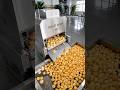 Panipuri Dryer Machine |Golgappa Dryer Machine | Panipuri Machine | Automatic Panipuri Dryer Machine