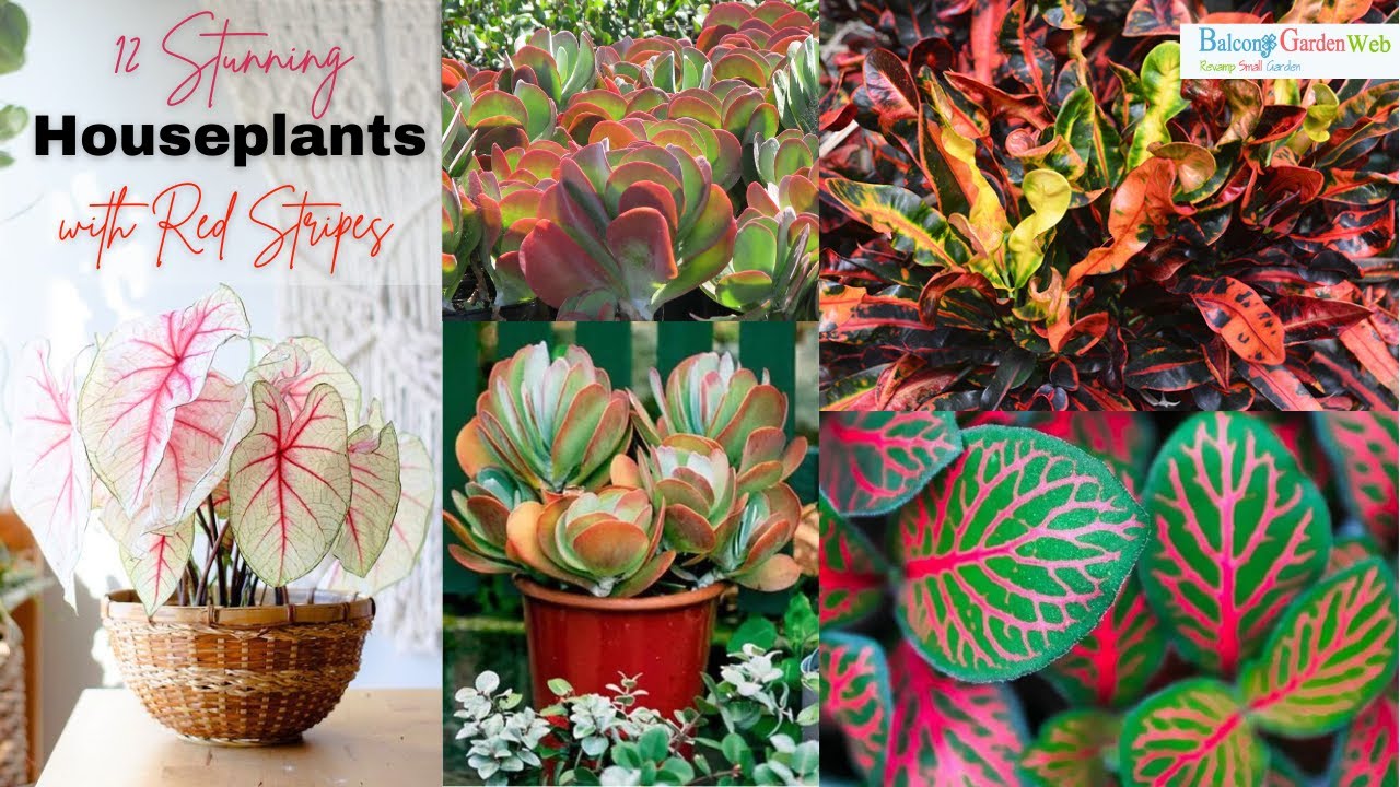 succulents pot 3- 2.5 inch succulents in terracotta pots main image 1