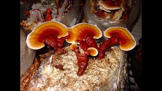 видео: Посадка мицелия Рейши (Ganoderma lucidum)на пеньки!!!/ Трутовик лакированный./Reishi mushroom картинка: Посадка мицелия Рейши (Ganoderma lucidum)на пеньки!!!/ Трутовик лакированный./Reishi mushroom