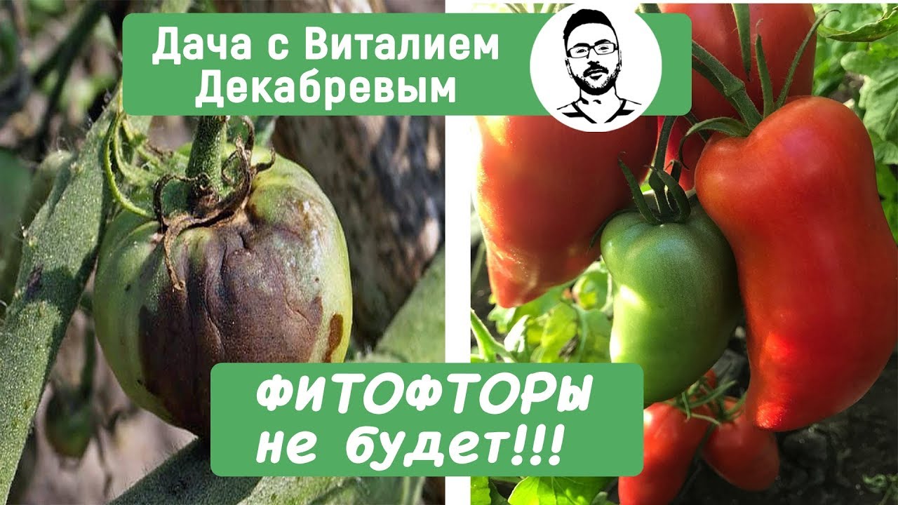 ФИТОФТОРЫ НЕ БУДЕТ! Новый безопасный препарат.