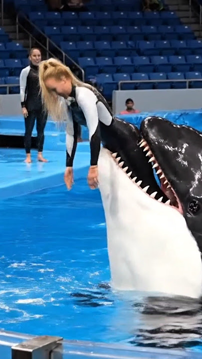 Wanita Cantik Pelatih Lumba Lumba Jadi Viral Gegara Digigit Ikan Paus Orca