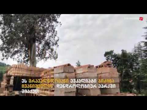 მახინჯაურიდან კიდევ ერთი ასწლოვანი ევკალიპტის ხე გადააქვთ