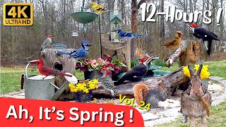 Ah, It's Spring ! | Cat TV Pet TV Vol 24 | 4K Blue Jays, Birds, Squirrel, Deer - Calm & Tranquil