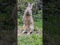 Wild Rabbit