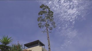 Ocean Beach Womans Agave Plant Reaches For The Record Books.
