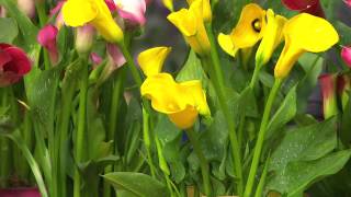 Roberta's 9-Pc. More Body More Flowers California Callas with Stacey Stauffer