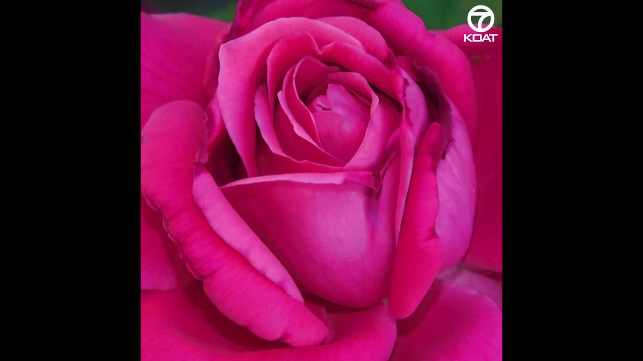 May flowers bloom around New Mexico