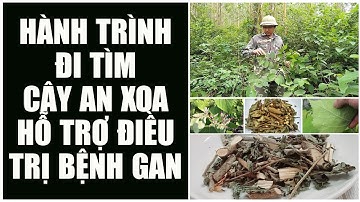 HÀNH TRÌNH ĐI TÌM CÂY AN XOA HỖ TRỢ ĐIỀU TRỊ BỆNH GAN
