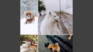 Alluring Backdrops for Resting Pup