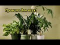 Уход за комнатными растениями – правила для всех!!!