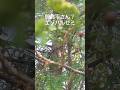 間寛平さんはエゾハルゼミ？