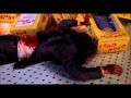 Childs play  charles transferring into chucky 1988