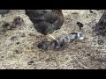Курица-наседка с цыплятами \ Hen with chickens