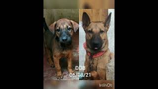 Kombai Dogs Grown Up - Puppy To Semi Adult Music Jasonn Derulo - Wiggle .