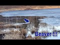 Nothing But BIG Beaver Caught in this MEGA Pond!!
