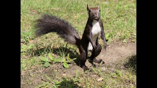 African ground squirrel