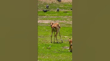 Deer Behavior Explained Insights into Nature #WildlifeWednesday #DeerHunting #DeerSeason #DeerLove