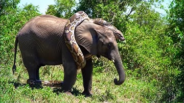 Big python catches elephant in African jungle . Video Ai