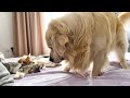 Golden Retriever Tries to Wake Up Cute Kittens