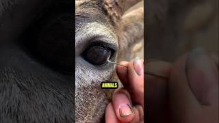 Animals That Nature Played A Cruel Trick On! 😱#animalfacts #wildlife #facts