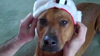 My Rhodesian Ridgeback - Beagle mixes vs. the Santa Hat!