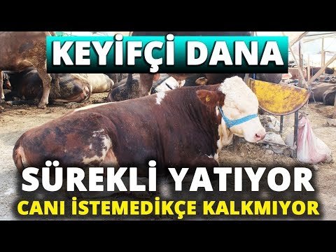 Demokratik Çadırın Keyifçi Danası