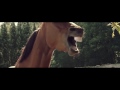 Лошадь смеётся