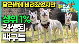 1일 3산책하는 행복한 제주 백구들의 반전 과거 이야기 │#왜그러냥귀엽개