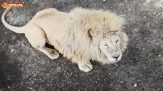 Раздали львам конфеты и убежали за сюрпризом. Тайган. Lions life in Taigan.