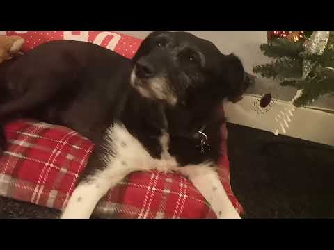 Видео: Day 21 Doggy Advent Calendar with Romanian Rescue Ronnie