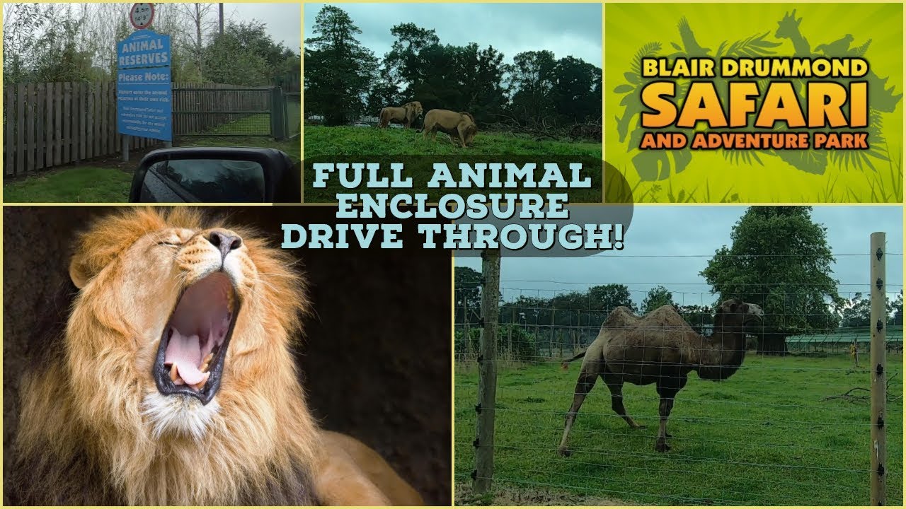 blair drummond safari park drive through