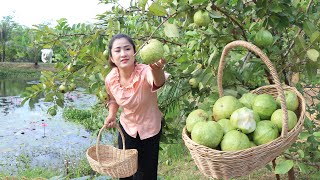 Have you ever grown guava tree around home? / Pick guava for my recipe