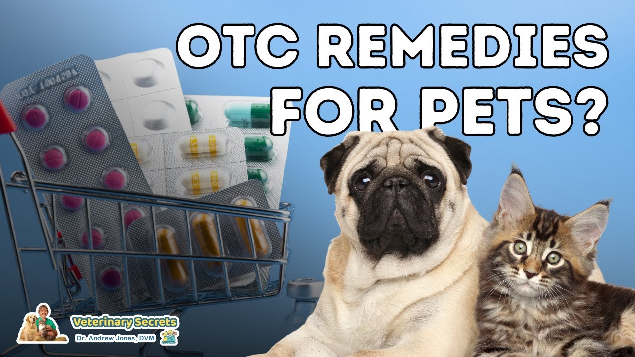 7 Otc Human Medications Safe And Effective For Dogs - Youtube