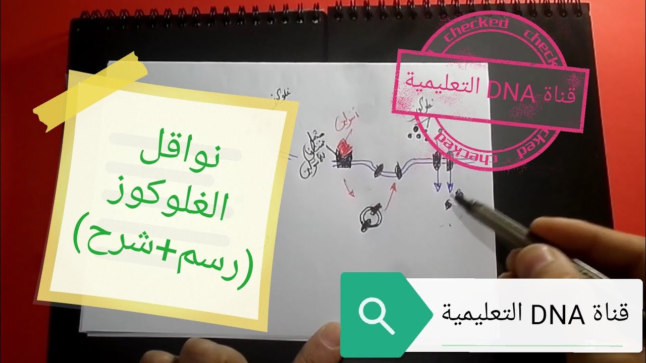 نواقل الغلوكوز التنظيم الهرموني السنة الثانية ثانوي