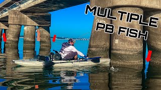 He Caught His BIGGEST Ever on THIS FAMOUS BRIDGE ** MULTIPLE GIANT FISH HERE **