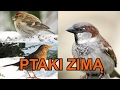 Polskie ptaki zimą - nowy film edukacyjny dla dzieci po polsku - AbcZabawa