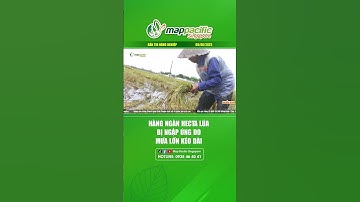 Hàng ngàn hecta lúa bị ngập úng do mưa lớn kéo dài | Bản tin nông nghiệp 09/8/2023