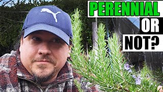 Is Rosemary A Perennial? - Garden Quickie Episode 181 by The Ripe Tomato Farms 4,758 views 4 months ago 2 minutes, 34 seconds