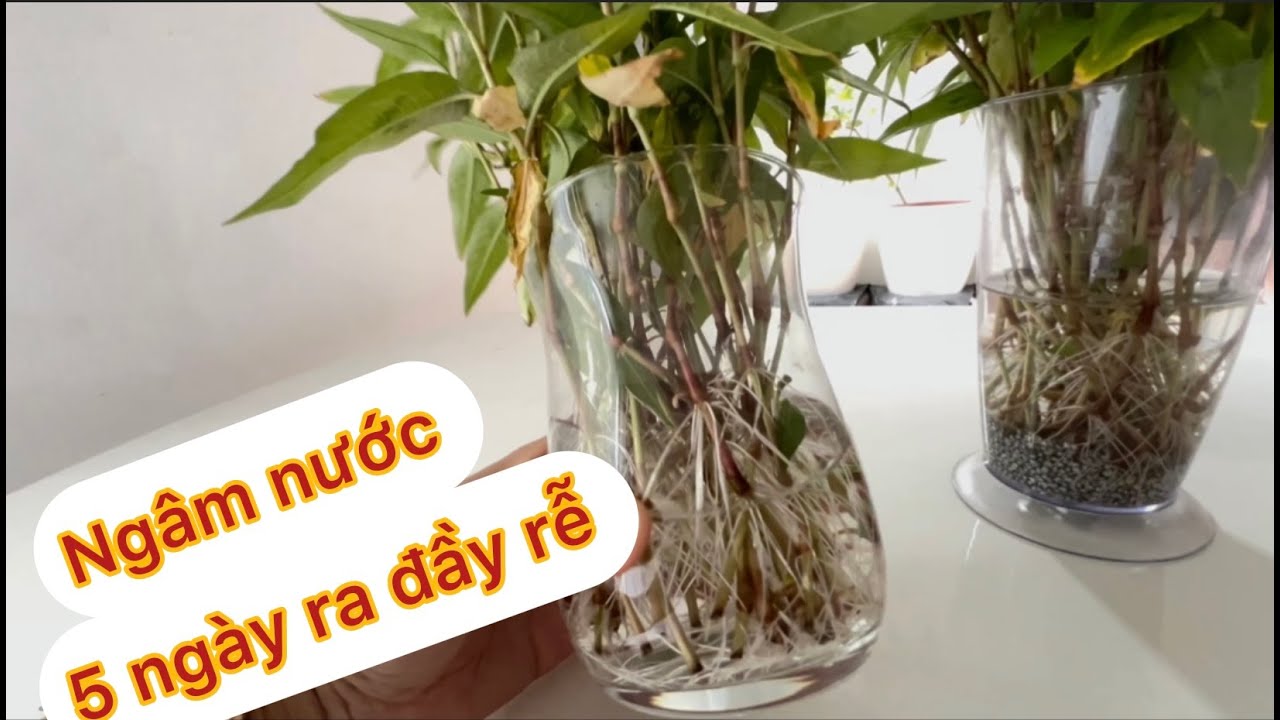 Rau răm ngâm nước mọc rễ đầy / trồng rau răm thật là dễ dàng / Út Như ...