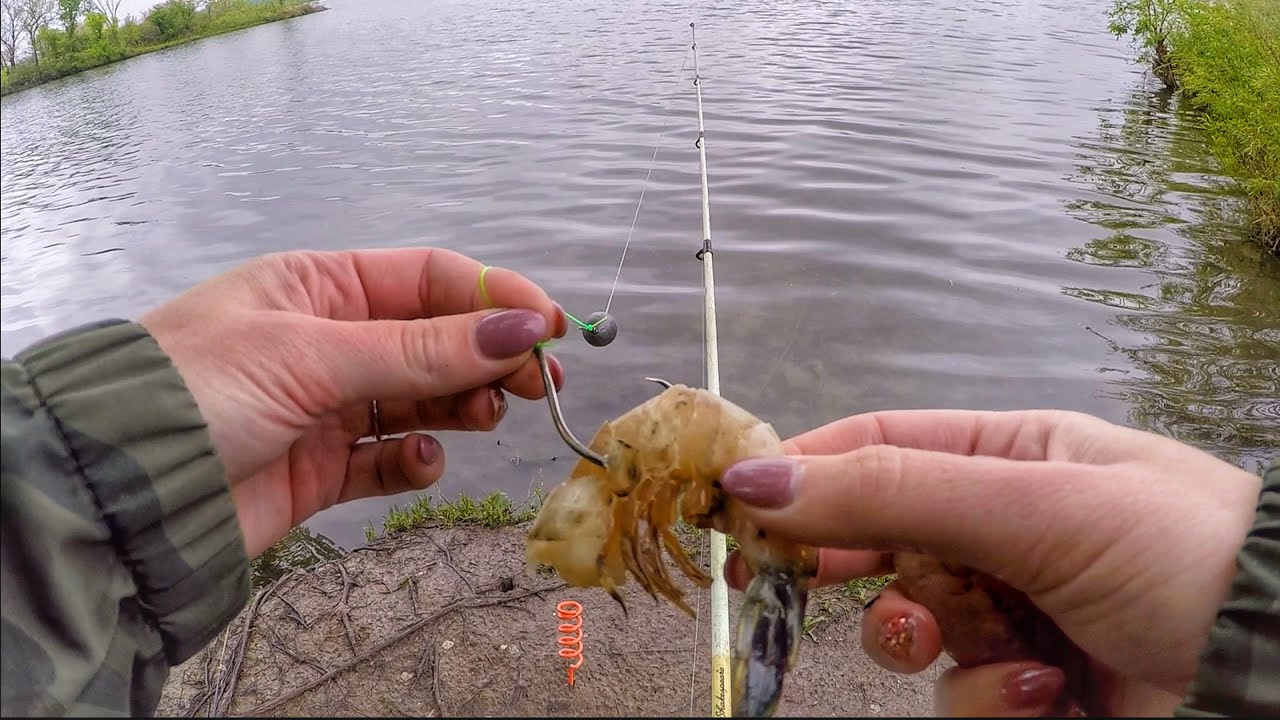 Catfishing Using RAW Shrimp as Bait! (Shallow Waters) 