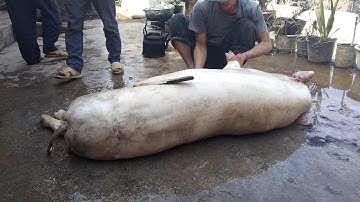 mổ lợn tết (hmong)