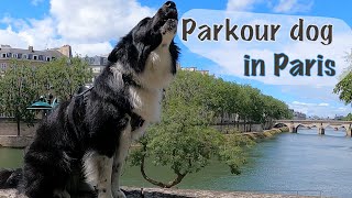 Barkour through the streets of Paris. (Dog Parkour)