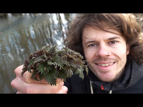 Video: Plantain Herb Growing - Erfahren Sie, wie man Wegerich-Kräuter für die Gartenarbeit identifiziert