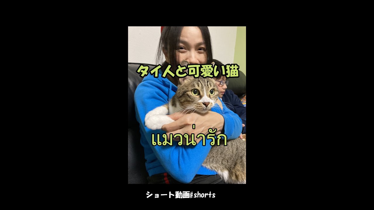 タイ人と可愛い猫แมวน าร กcat Japan Shorts Youtube タイ人と可愛い猫แมวน าร กcat Japan Shorts Youtube