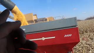 corn harvest part 2