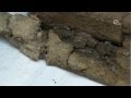Walvisschedel opgegraven