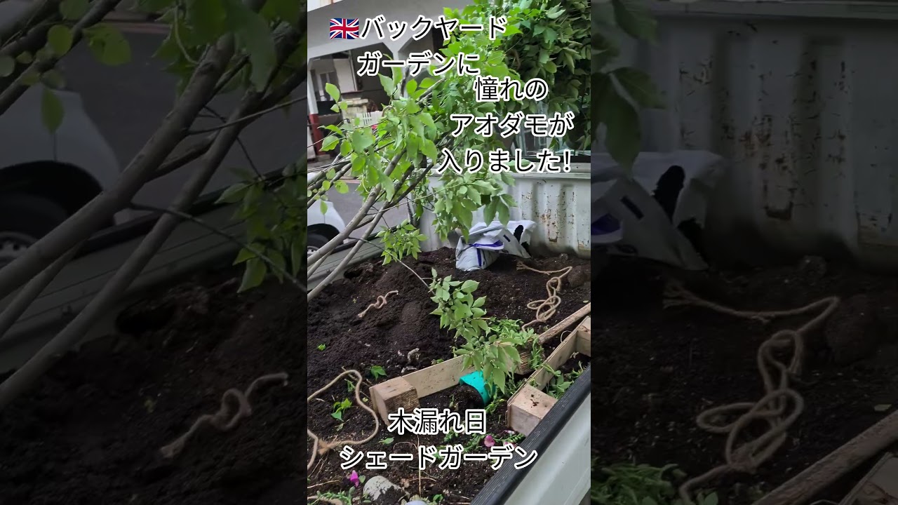 🇬🇧バックヤードガーデンになんとアオダモが入りました！＃大東市＃ローズガーデン